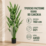Тропско растение Кана во саксија, висина 160 cm, шифра D21, цена 4450 денари.