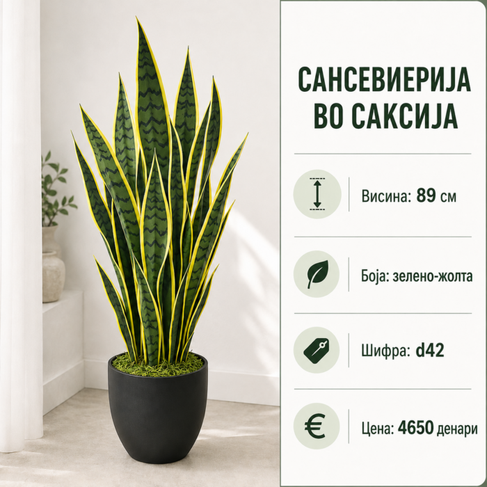 Сансевиерија во саксија, висина 89 см, зелено-жолта боја, шифра D42.