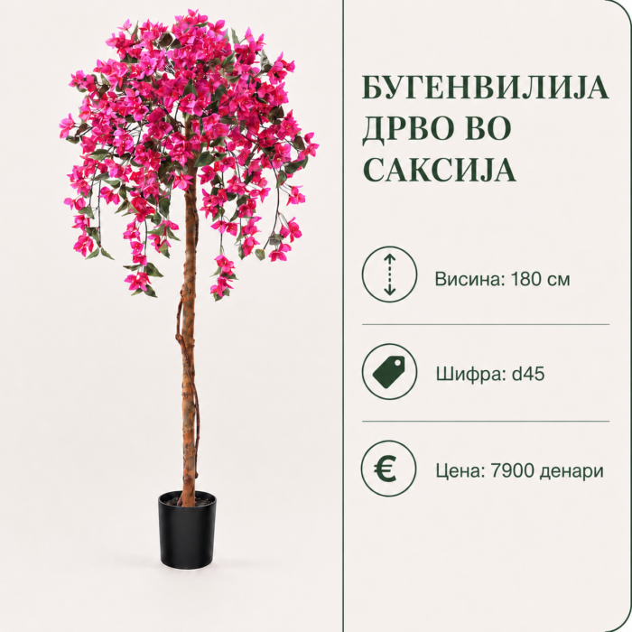Бугенвилија дрво во саксија, висина 180 см, шифра D45, со розеви декоративни цветови.