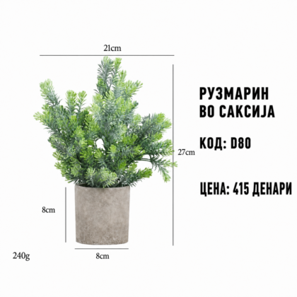 Рузмарин во саксија, шифра D80, цена 415 денари.