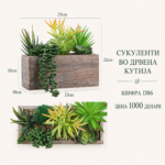 Сукуленти во дрвена кутија, шифра D86, цена 1000 денари.