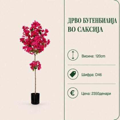 vestacka bugenvilija dupla krosna