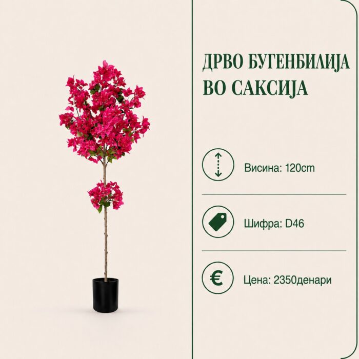 vestacka bugenvilija dupla krosna